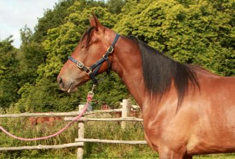 Evasion Didan