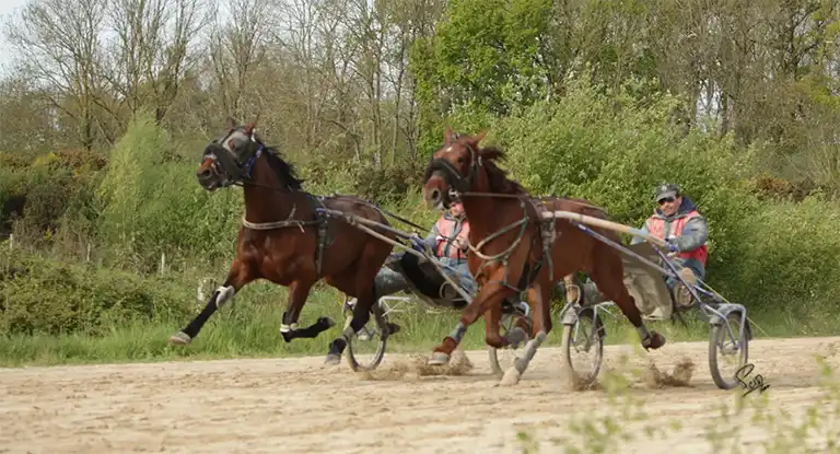Chevaux à l'entrainement