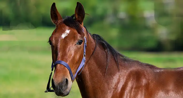 Les yearlings